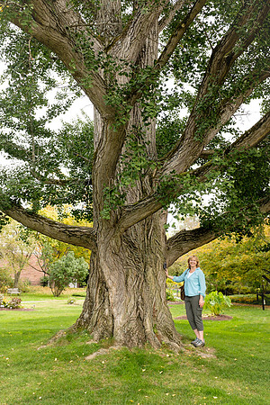 Ginkgo Biloba at Smith College