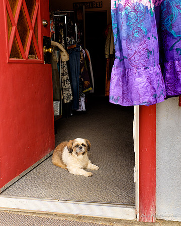 Guard dog, Greenville, Calif.