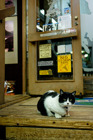 Guard cat