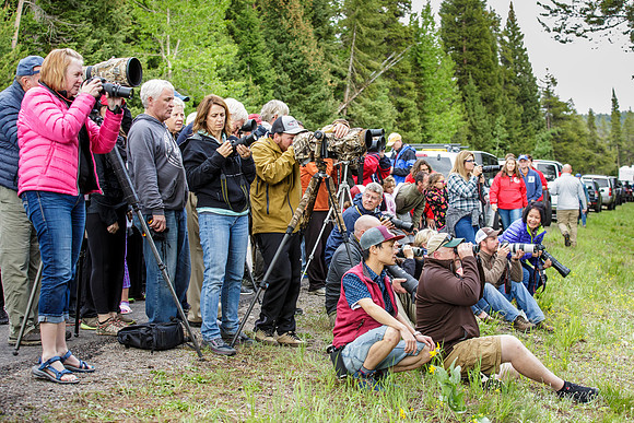 Grizzly photographers, Grand Teton National Park