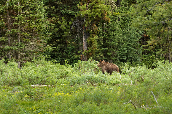 Grizzly mama, Grand Teton National Park