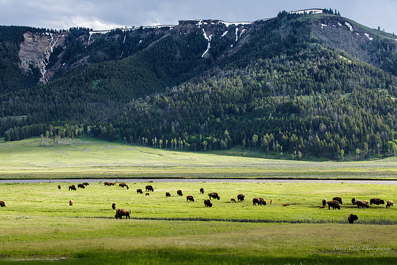 Bison graze in the Lamar Valley, Yellowstone National Park
