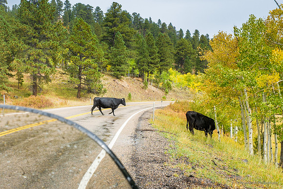 Cows don't dart