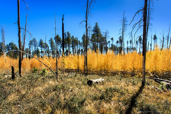 Emergence from fire, Kaibab Plateau, Ariz.
