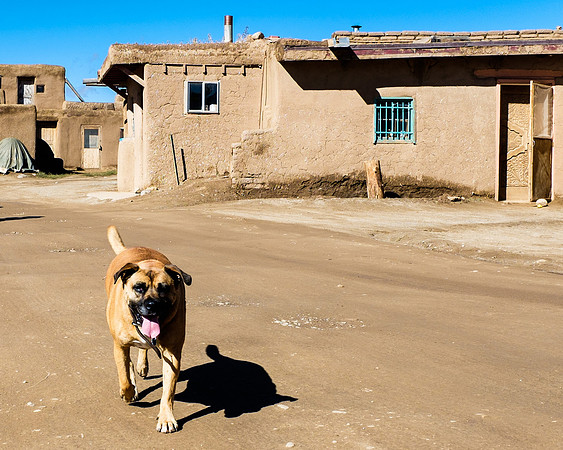 Pueblo Dog, Taos, N.M.