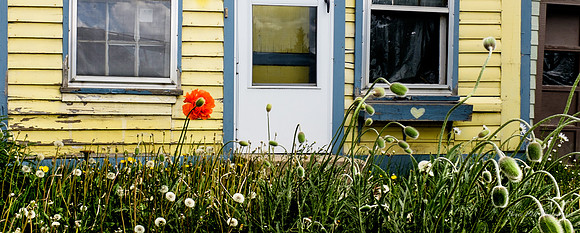 Daisy, Leadville, Colo.