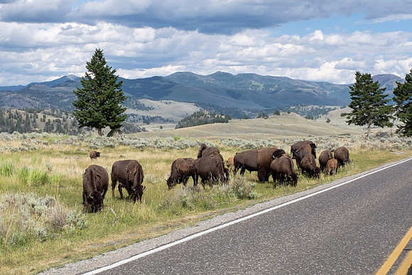 Bison, Yellowstone National Park