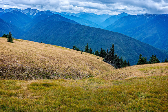 Hurricane Ridge, Olympic Nat'l Park, Washington