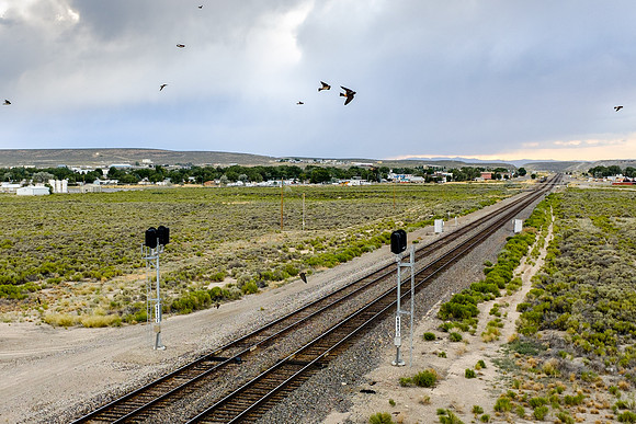 Railway swallows, Wells, Nevada