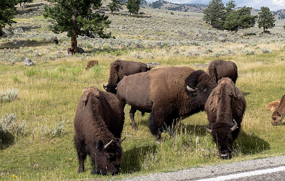 Bison, Yellowstone National Park