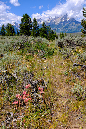 Grand Tetons