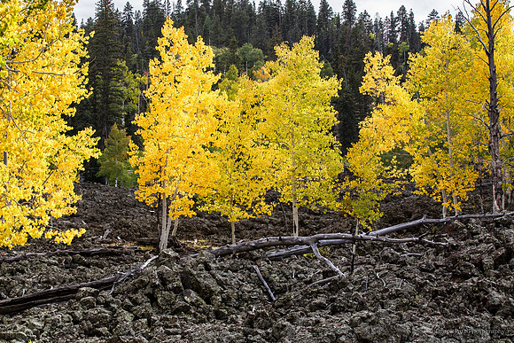 Nature's tenacity