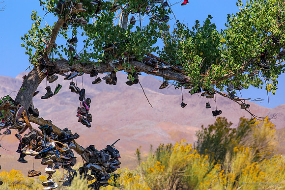 Shoe Tree