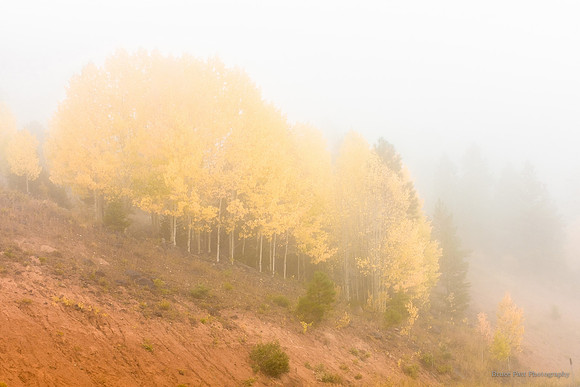 Autumn wraps