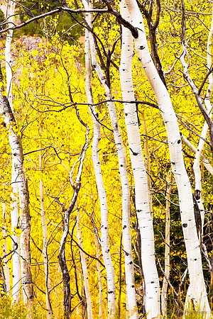 Awaiting winter